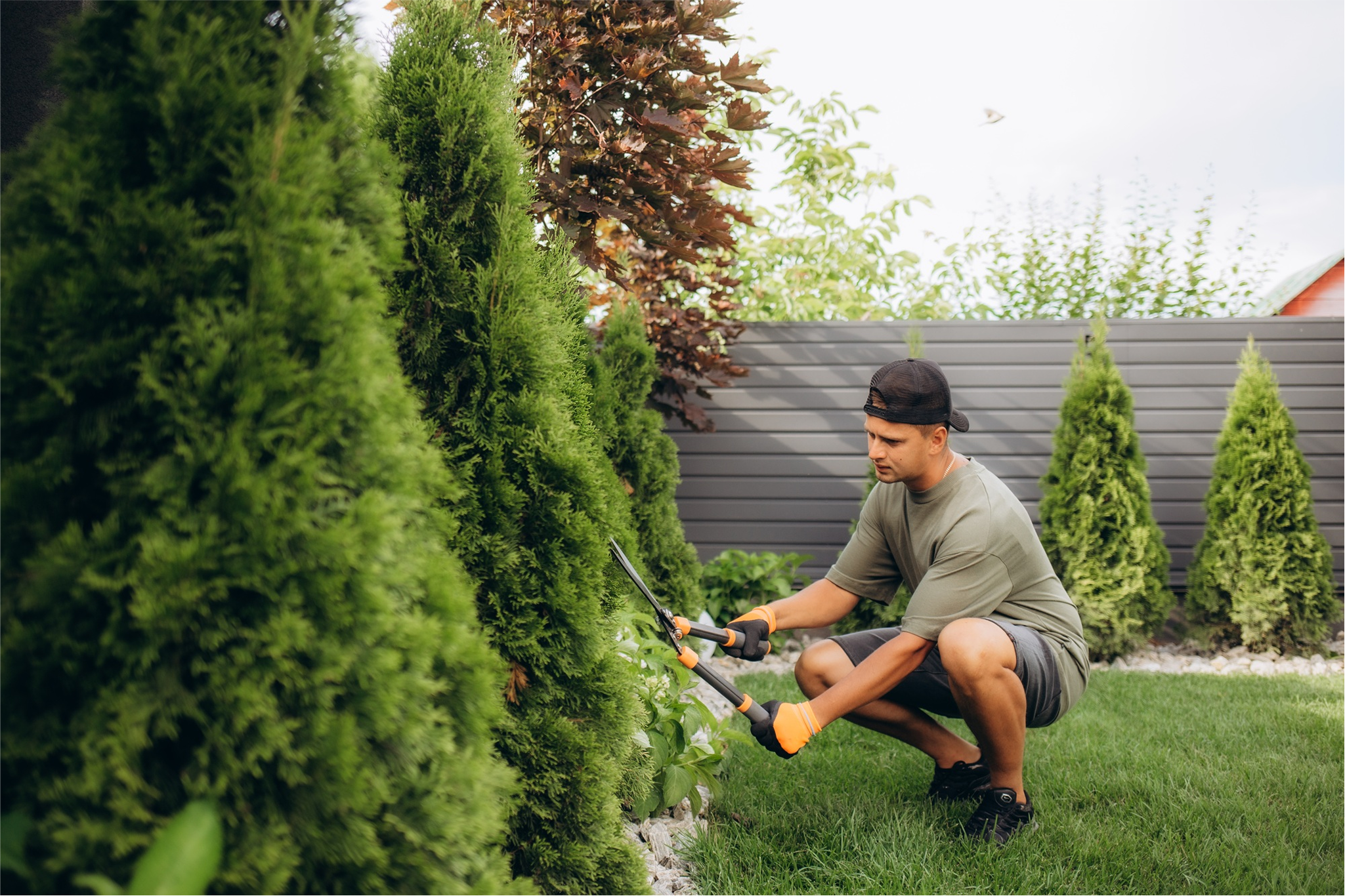 a young man trimming backyard trees